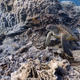 Illustration for article titled Google launches underwater Street View, blows everyones goddamn mind